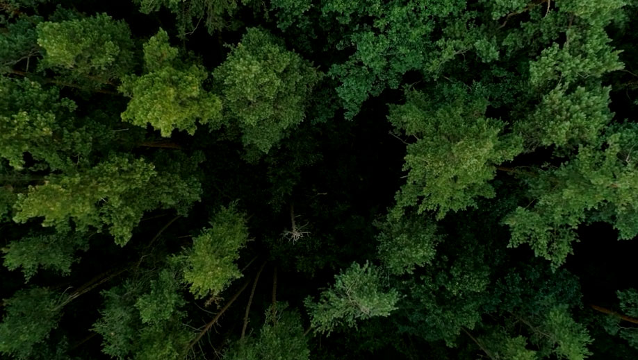 top down view of green trees